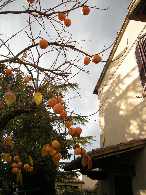 Agriturismo Il Colle 시에나 객실 사진