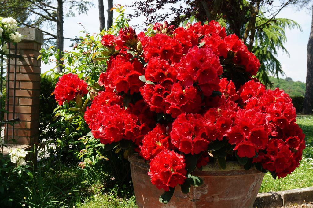 Agriturismo Il Colle 시에나 외부 사진